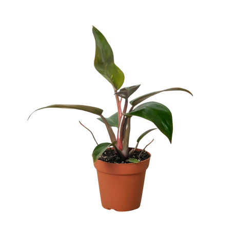 Philodendron 'Birkin Pink' indoor houseplant