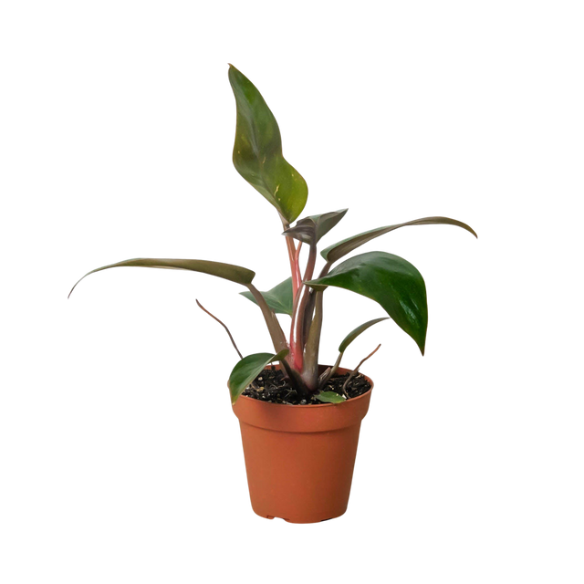 Philodendron 'Birkin Pink' indoor houseplant