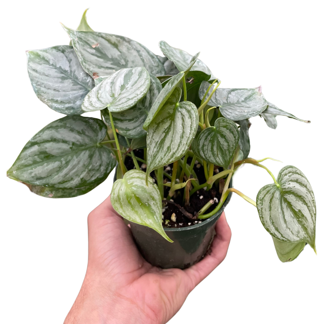 Philodendron 'Brandi' indoor houseplant