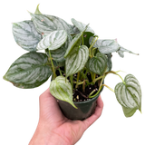 Philodendron 'Brandi' indoor houseplant