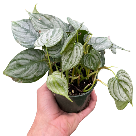 Philodendron 'Brandi' indoor houseplant