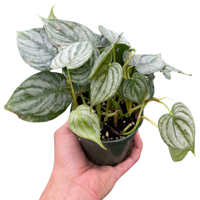 Philodendron 'Brandi' indoor houseplant