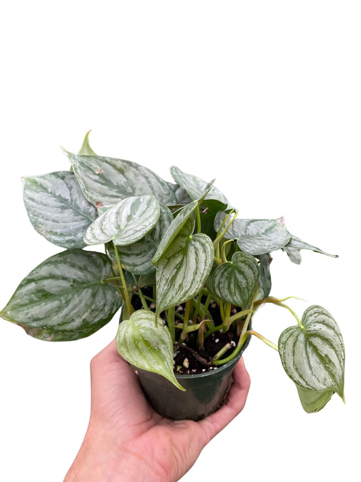 Philodendron 'Brandi' indoor houseplant