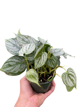 Philodendron 'Brandi' indoor houseplant