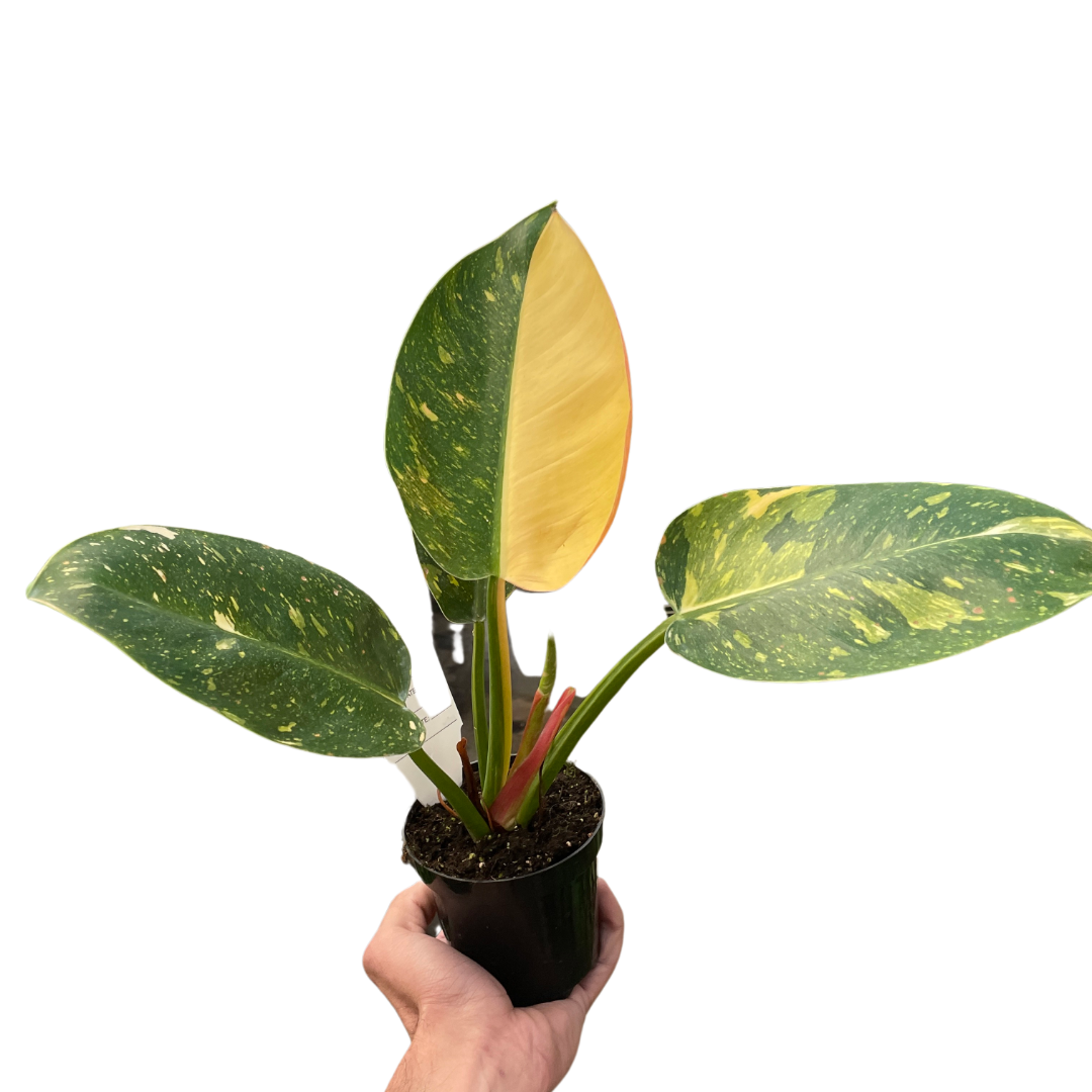 Philodendron 'Congo Green Variegated' indoor hosueplant