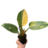 Philodendron 'Congo Green Variegated' indoor hosueplant