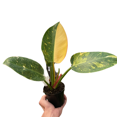 Philodendron 'Congo Green Variegated' indoor hosueplant