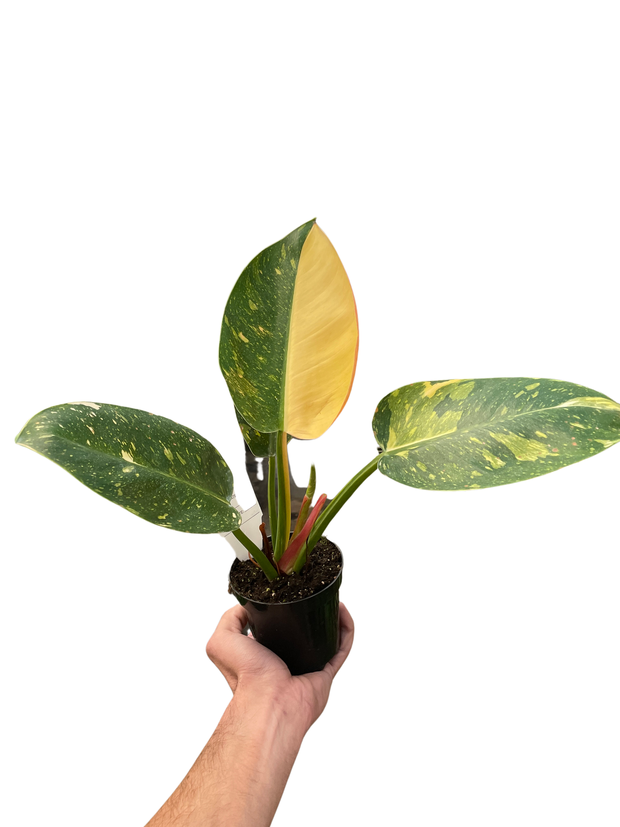 Philodendron 'Congo Green Variegated' indoor hosueplant