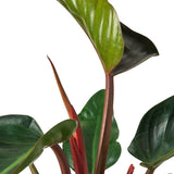 Philodendron 'Congo Rojo' indoor hosueplant