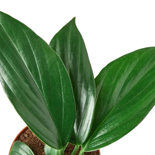 Philodendron 'Dragon Tail' indoor houseplant