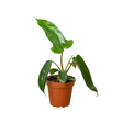 Philodendron 'Florida Green' indoor houseplant