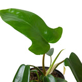 Philodendron 'Florida Green' indoor houseplant