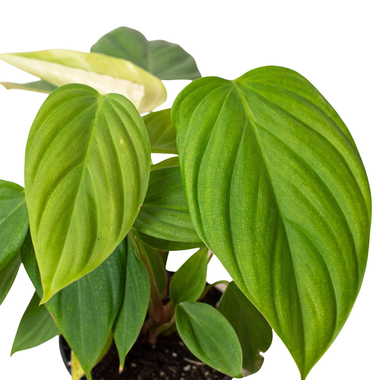 Philodendron 'Fuzzy Petiole' indoor houseplant