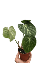 Philodendron Gloriosum 'Zebra' indoor houseplant