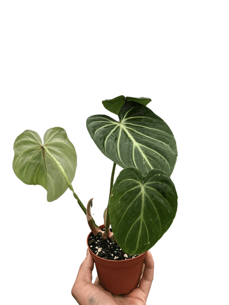 Philodendron Gloriosum 'Zebra' indoor houseplant