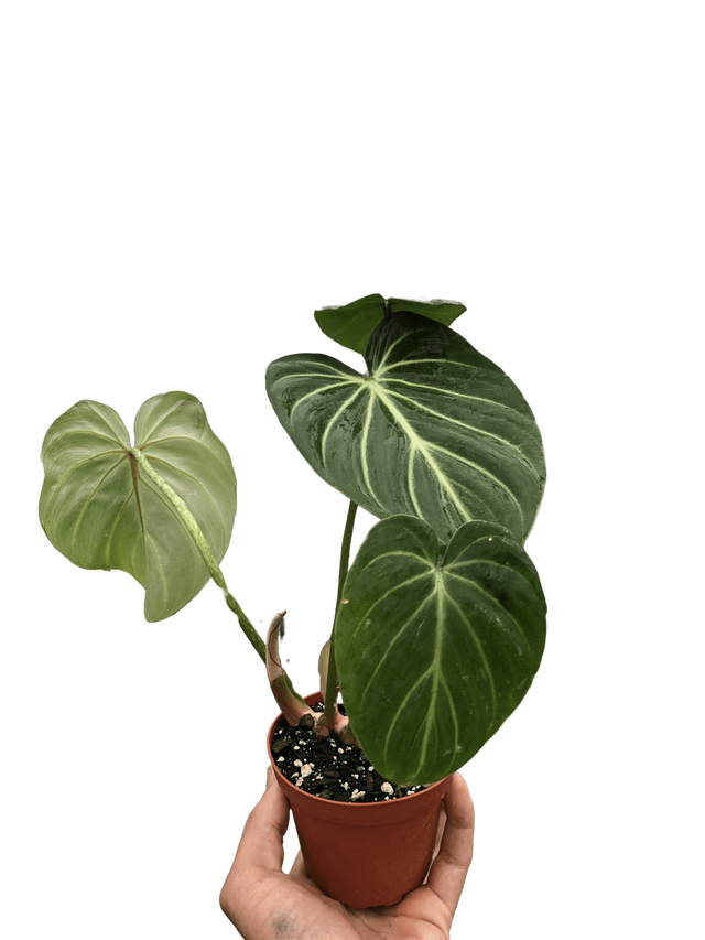 Philodendron Gloriosum 'Zebra' indoor houseplant