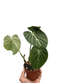 Philodendron Gloriosum 'Zebra' indoor houseplant