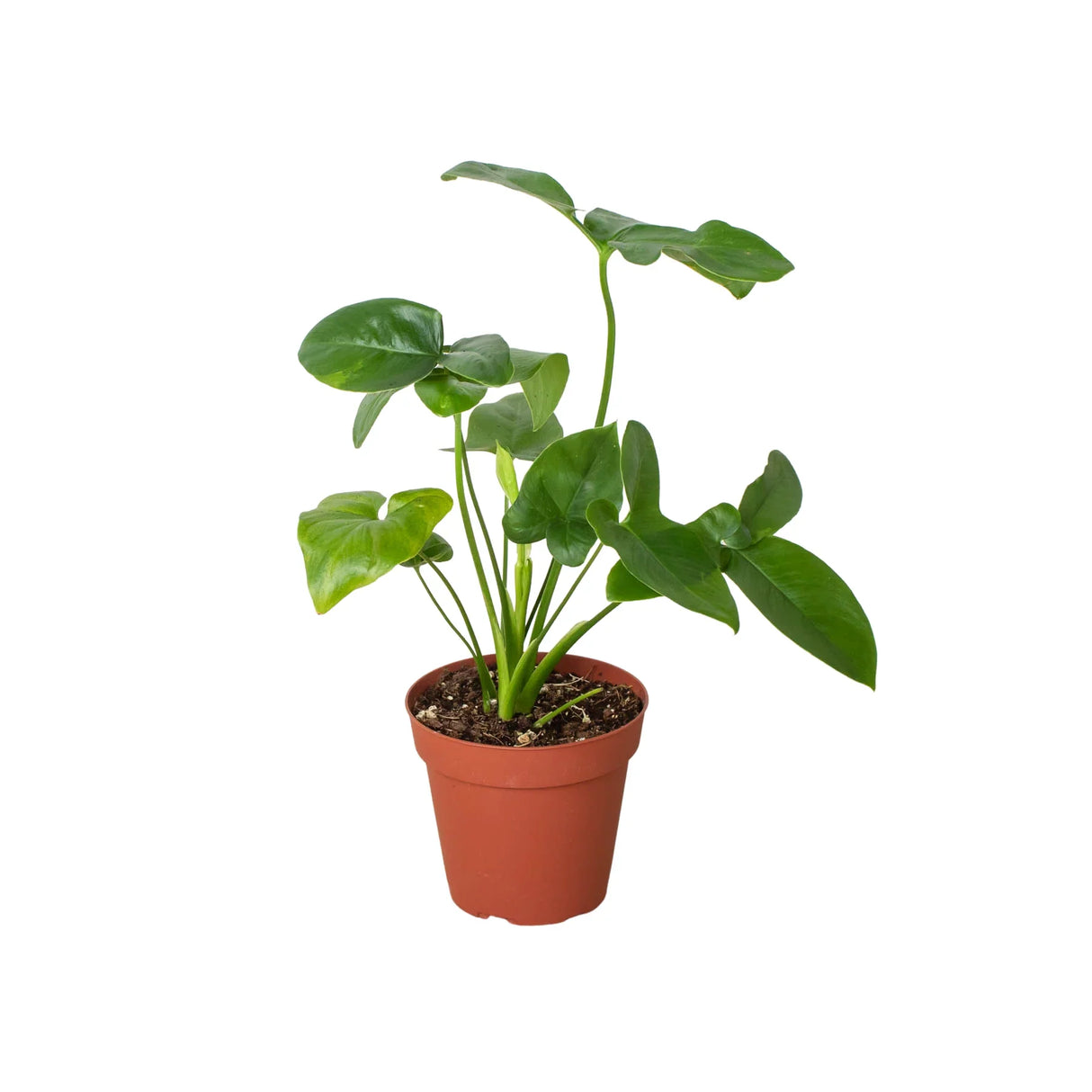 Philodendron 'Goeldii' indoor houseplant