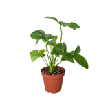 Philodendron 'Goeldii' indoor houseplant