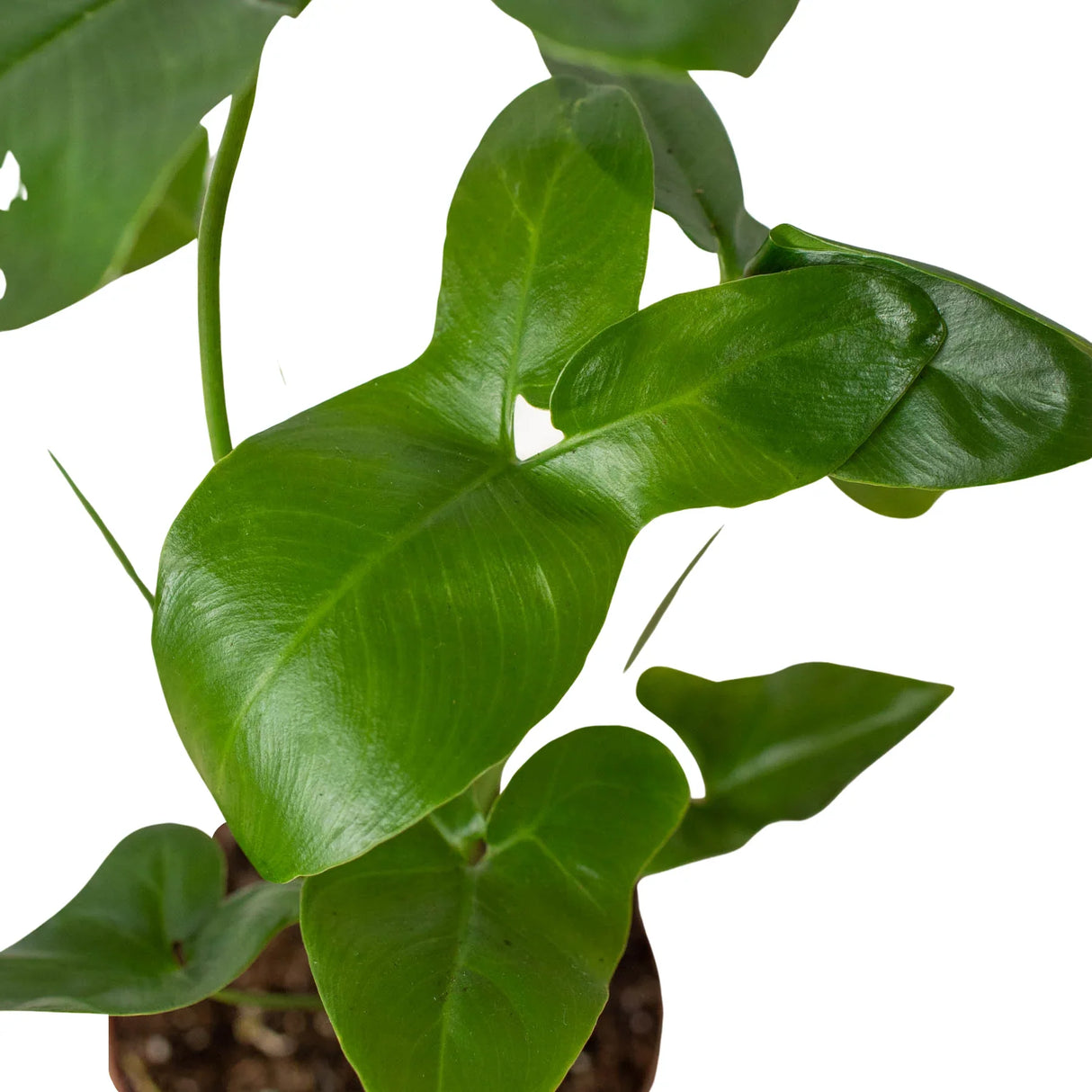 Philodendron 'Goeldii' indoor houseplant