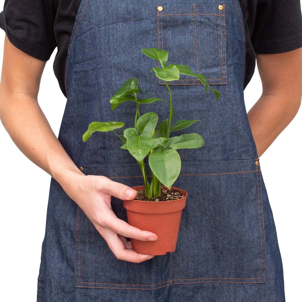 Philodendron 'Goeldii' indoor houseplant