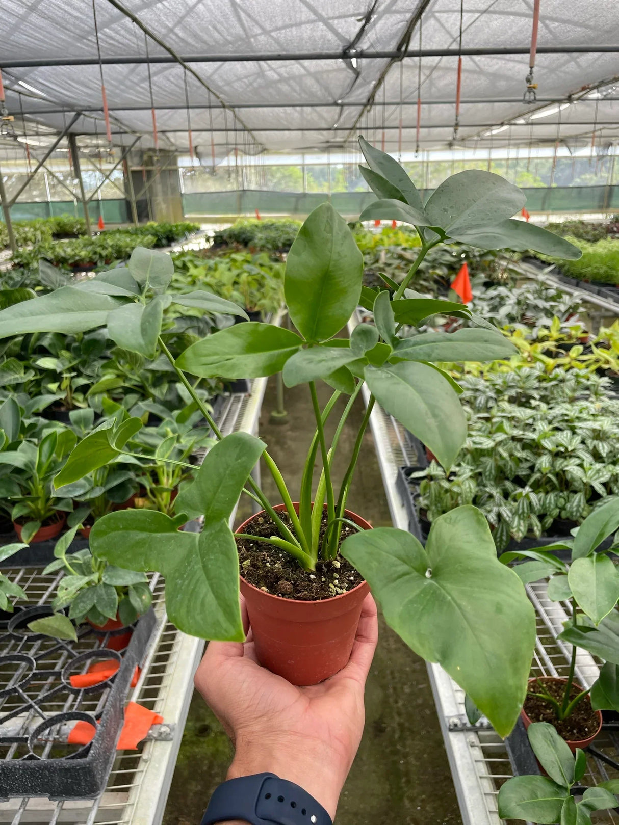 Philodendron 'Goeldii' indoor houseplant