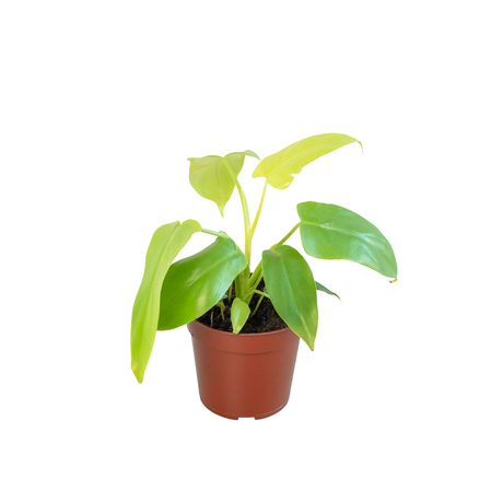 Philodendron 'Gold Violin' indoor houseplant