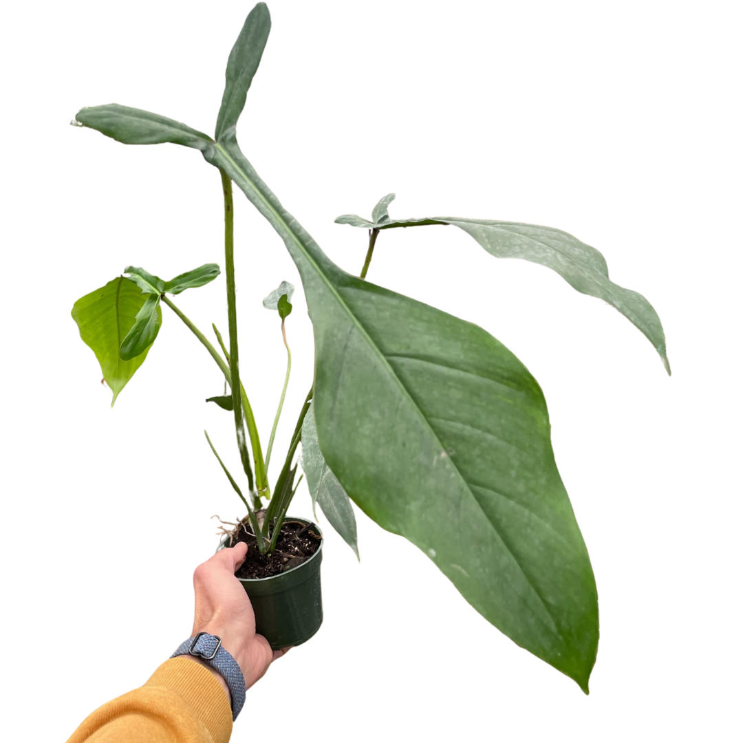 Philodendron 'Joepii' indoor houseplant