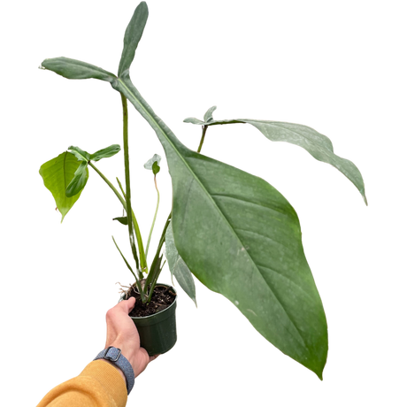 Philodendron 'Joepii' indoor houseplant