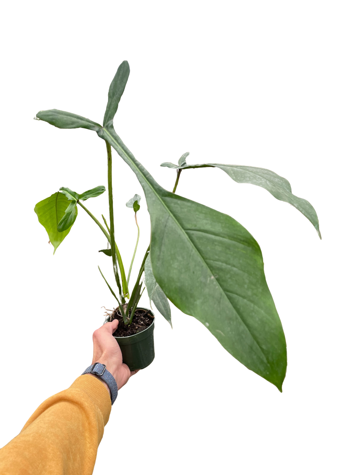 Philodendron 'Joepii' indoor houseplant