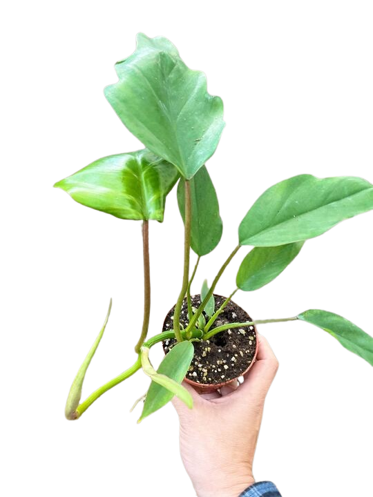 Philodendron Mayoi indoor houseplant