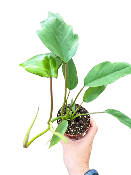 Philodendron Mayoi indoor houseplant