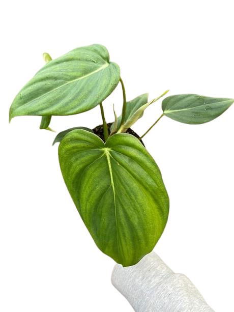 Philodendron 'Mcdowell' indoor houseplant