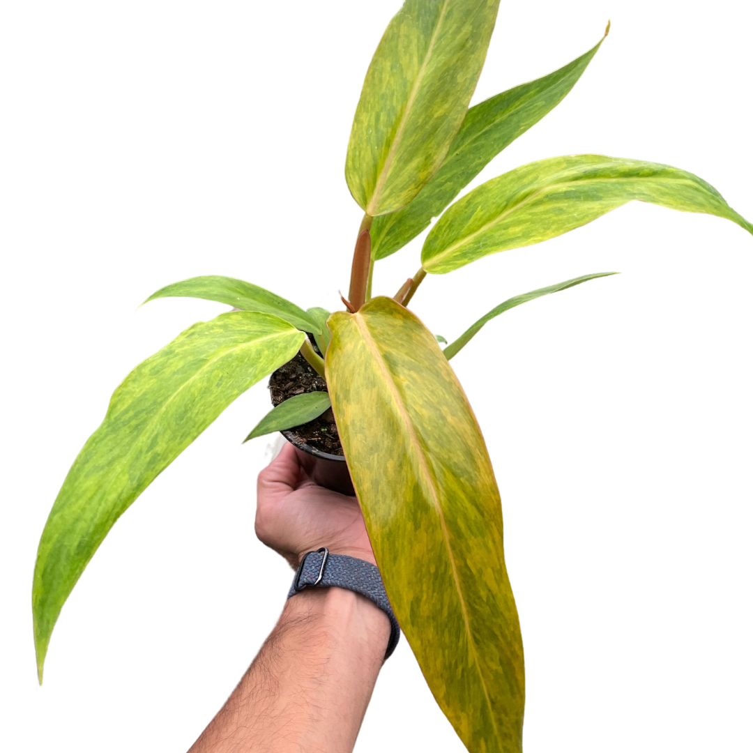 Philodendron 'Orange Marmalade' indoor houseplant