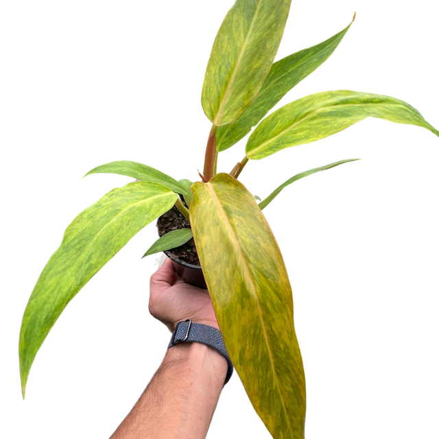 Philodendron 'Orange Marmalade' indoor houseplant