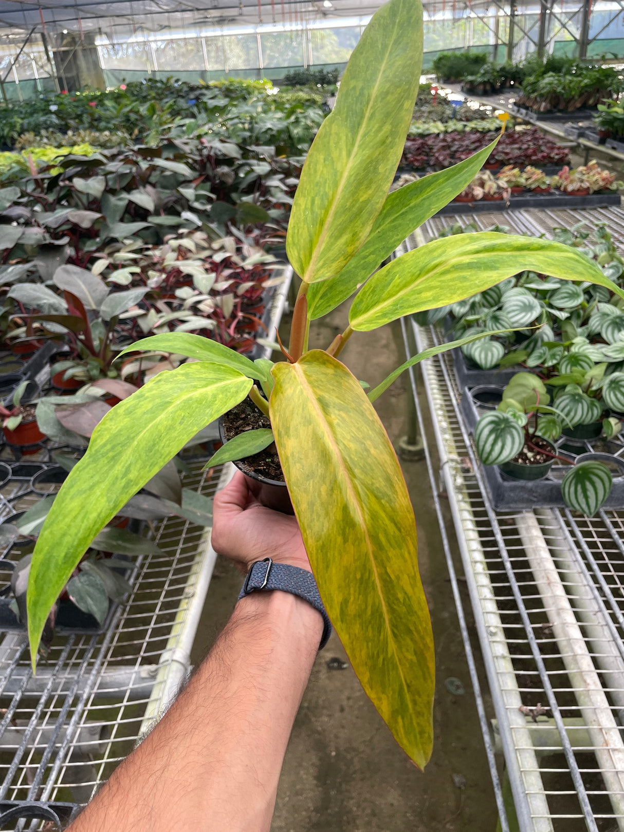 Philodendron 'Orange Marmalade' indoor houseplant