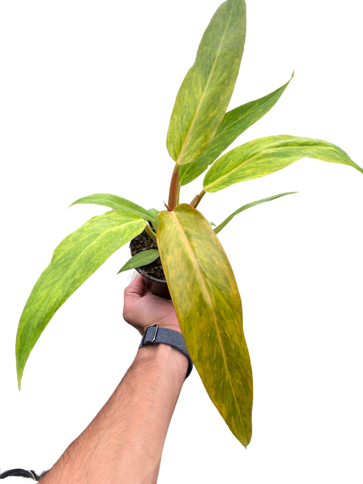 Philodendron 'Orange Marmalade' indoor houseplant