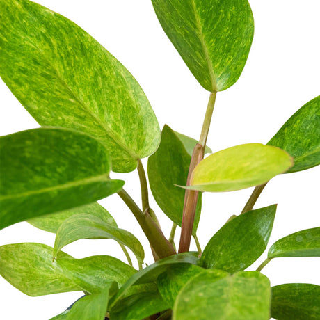 Philodendron 'Painted Lady' indoor houseplant