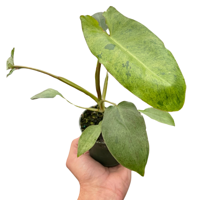 Philodendron 'Paraiso Verde' indoor houseplant