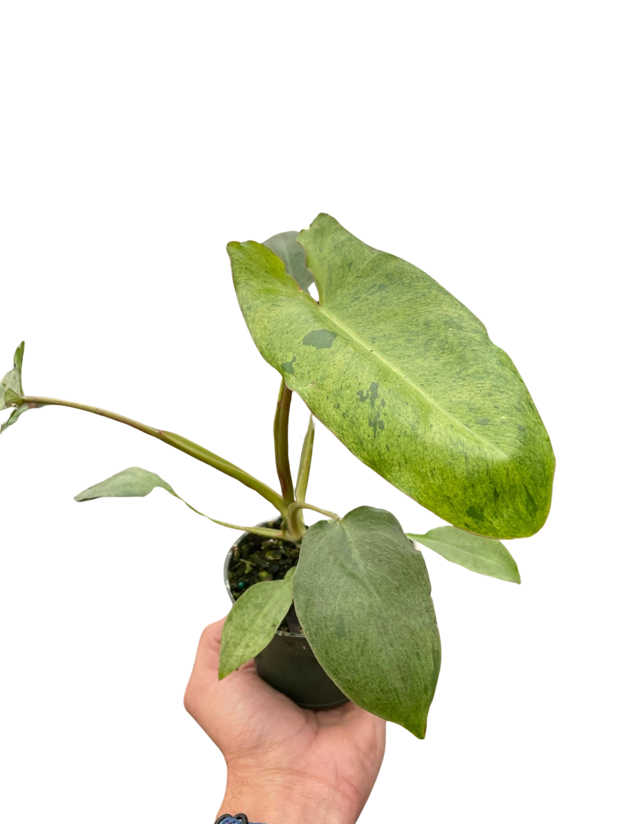 Philodendron 'Paraiso Verde' indoor houseplant