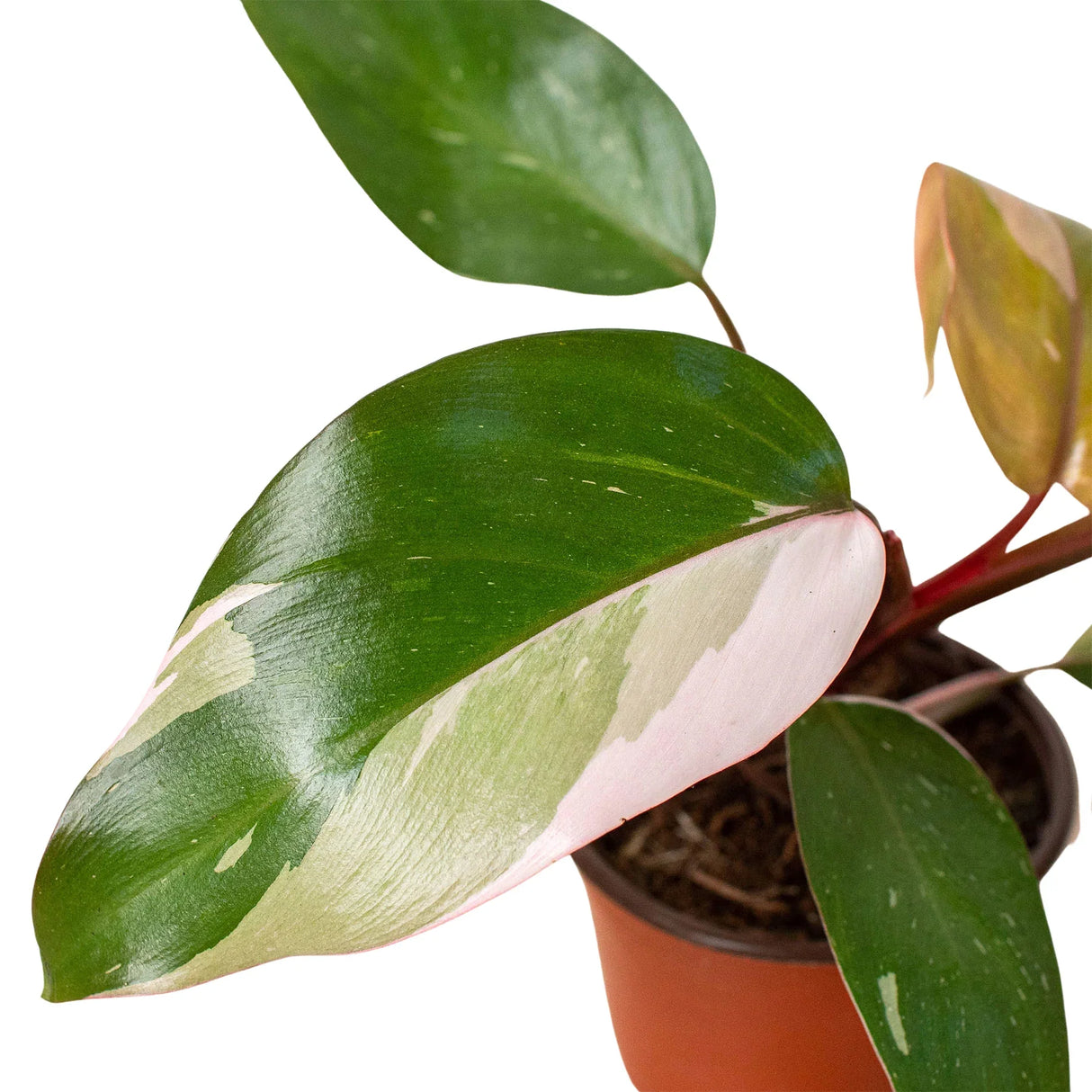 Philodendron 'Pink Princess' indoor hosueplant