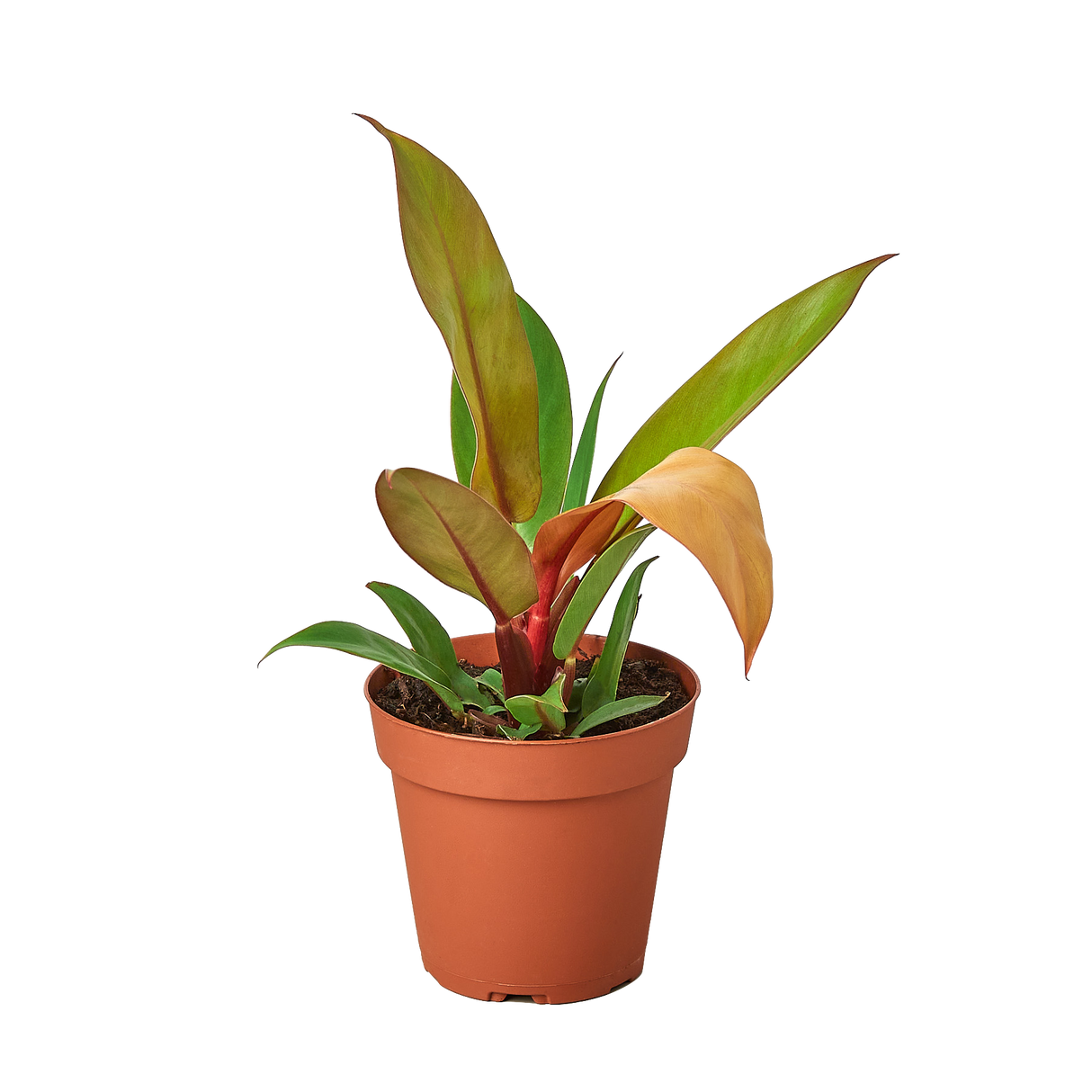 Philodendron 'Prince of Orange' indoor houseplant