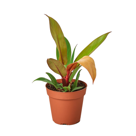 Philodendron 'Prince of Orange' indoor houseplant