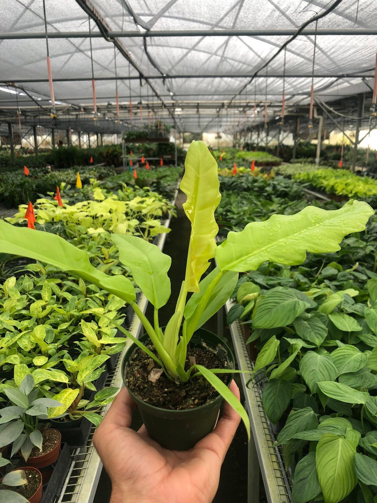 Philodendron 'Ring of Fire Gold' indoor hosueplant