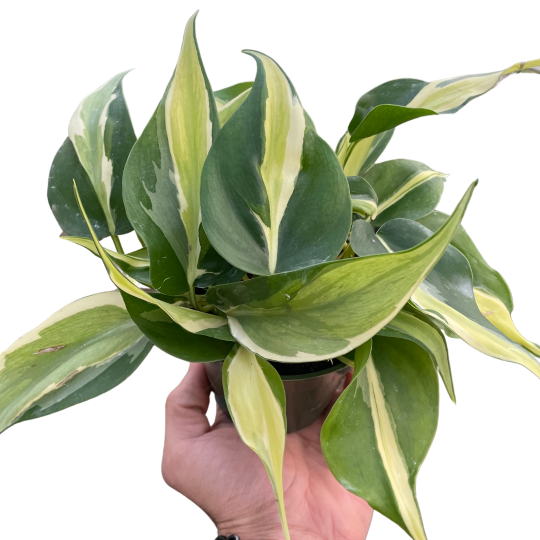 Philodendron 'Silver Stripe' indoor houseplant