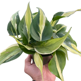 Philodendron 'Silver Stripe' indoor houseplant