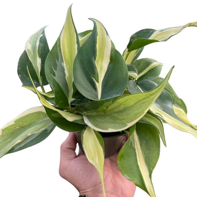 Philodendron 'Silver Stripe' indoor houseplant