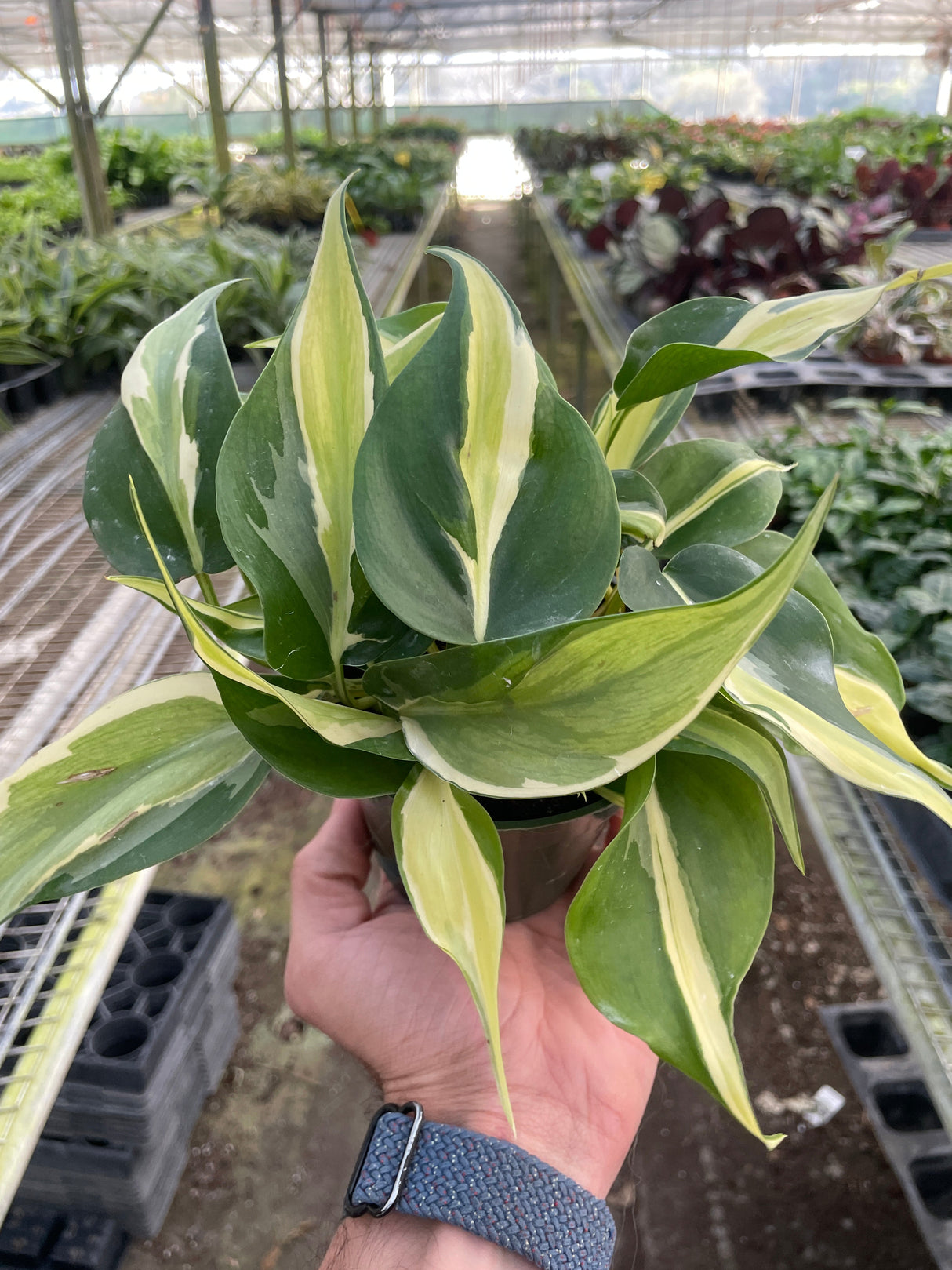 Philodendron 'Silver Stripe' indoor houseplant