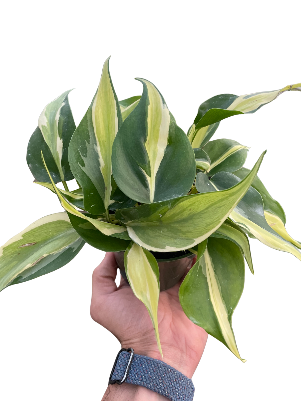 Philodendron 'Silver Stripe' indoor houseplant