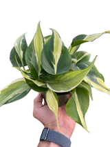 Philodendron 'Silver Stripe' indoor houseplant